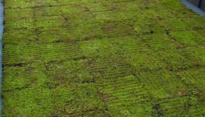 Toiture végétalisée - végétalisation extensive - fin des travaux